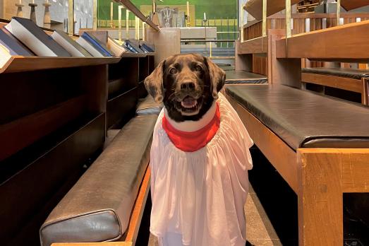 STORYDogFriendlyPilgrimage(SarahMorrisPERISSIONBYEMAIL)1