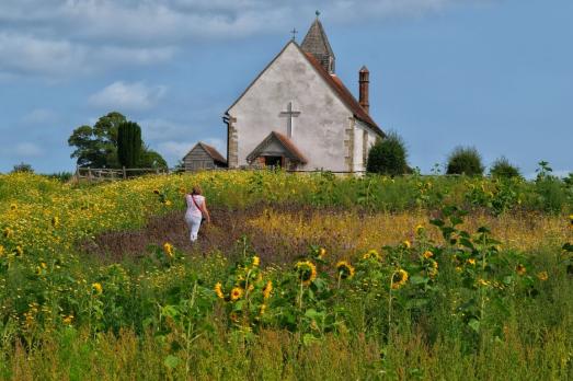 A white historic church with a cross on it sits at the back of a sunflower field. A woman makes her ways towards the church building.