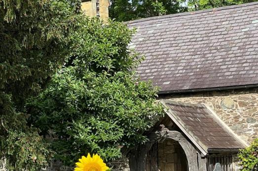 A sunflower grows outside St Benedict church