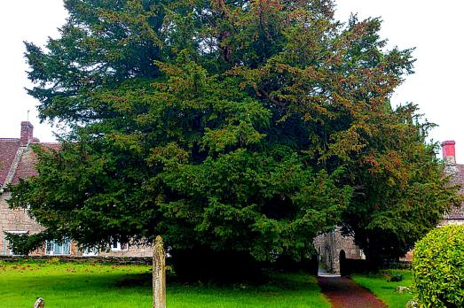 DorsetTISBURYStJohnBaptist(AnthonyLovellWoodPERMISSIONBYEMAIL)3