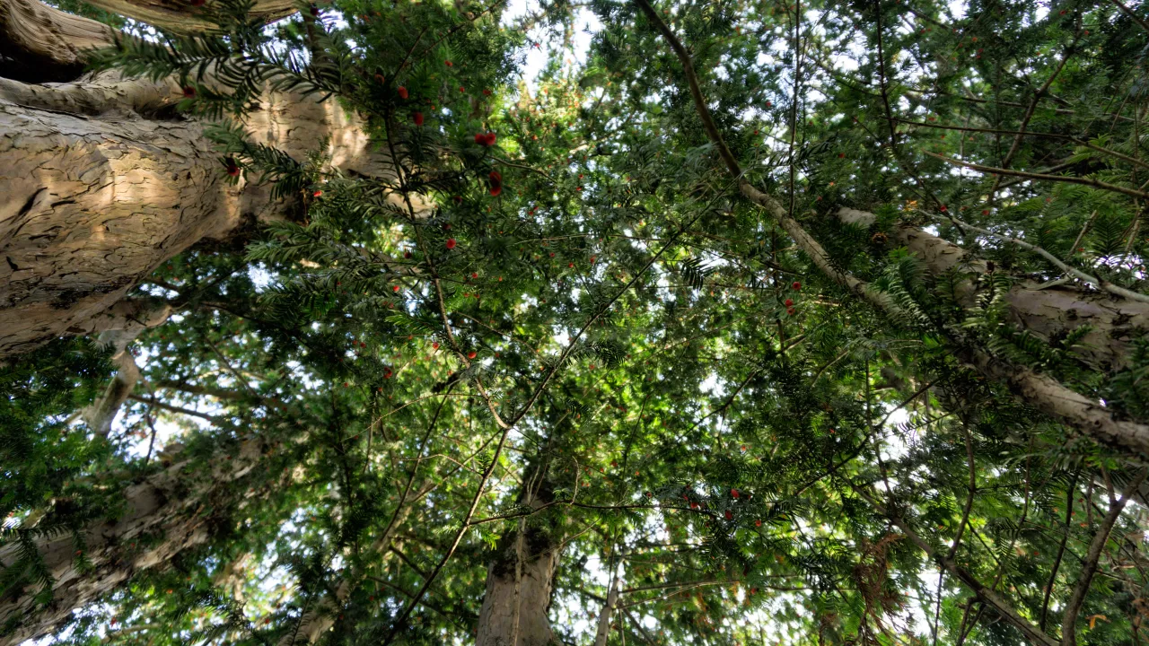 GreaterLondonTOTTERIDGEStAndrew(davidskinnerCC-BY-2.0)2