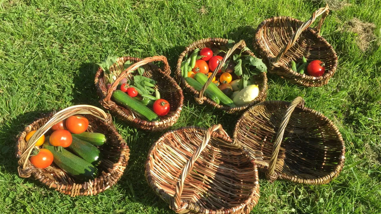 EXPERIENCEWestWalesWillows(westwaleswillowsPERMISSIONBYEMAIL)1