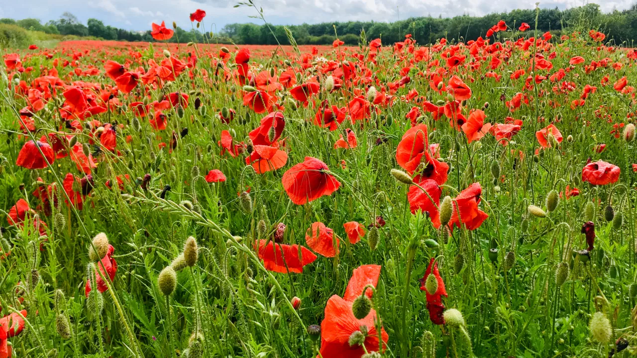 TRAILFiveChurchesWalk(sarahcrosslandSTAFF)1