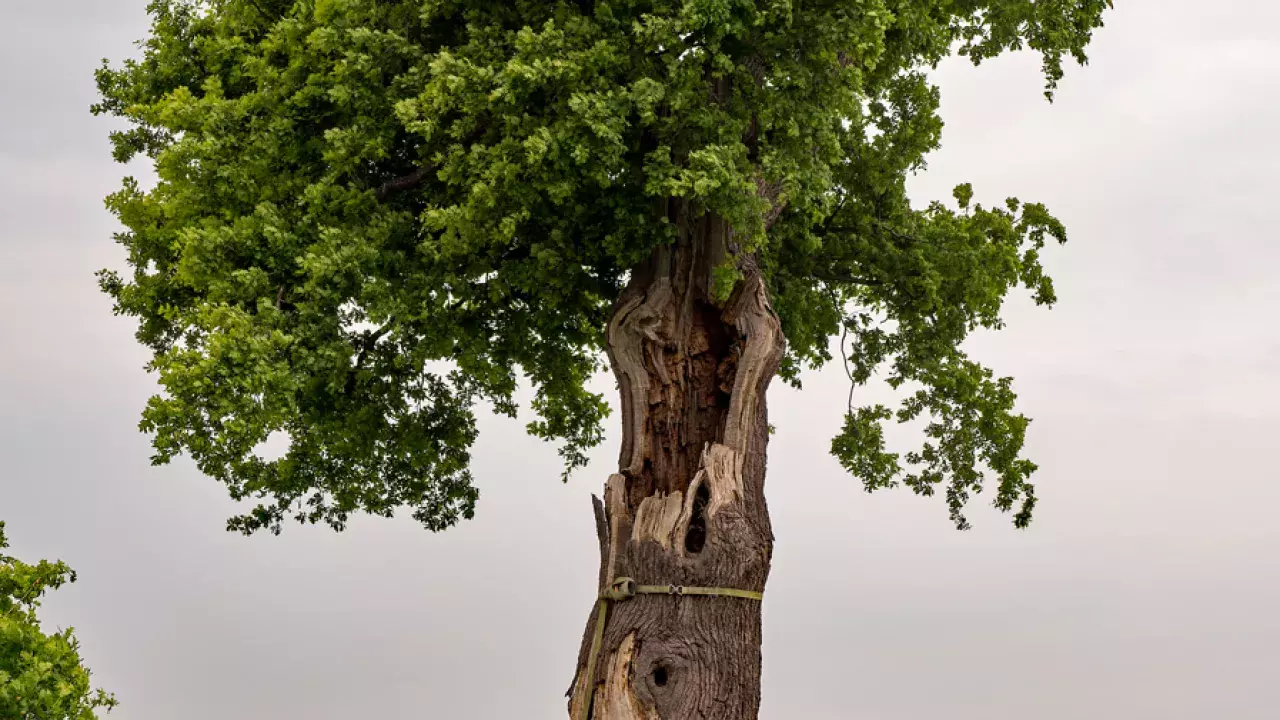 LISTCharlesIITree(CC0)1