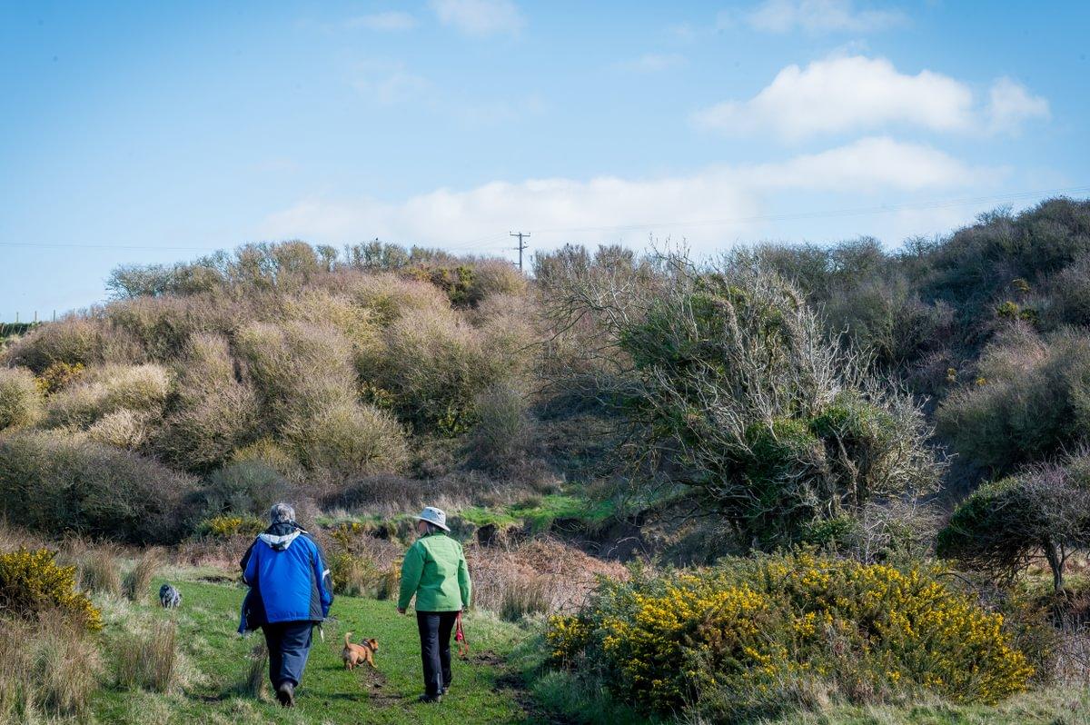 Two walkers and a dog walking away from the camera in the Welsh countryside
