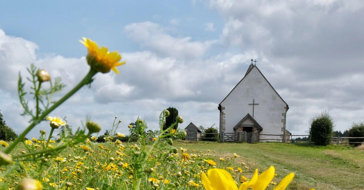 A white historic church with a cross on it sits at the back of a sunflower field. 