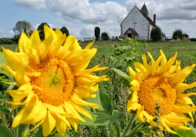 Two large and bright sunflowers in the foreground with a white historic church in the background