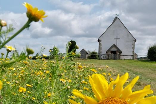 A white historic church with a cross on it sits at the back of a sunflower field. A woman makes her ways towards the church building.